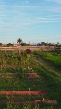 Vibrant red roses flourishing among community garden plantings
