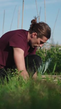 Kentsel çiftçi organik sebze bahçesi yetiştiriyor, sürdürülebilir ürünler yetiştiriyor.