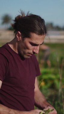 Kentsel çiftçi küçük bahçe alanından organik sebzeler topluyor