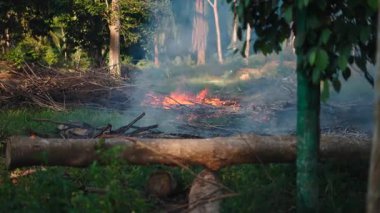 Dallar ve gövdeler ağaçların yakınındaki yemyeşil bir ormanda yanar - 4K Yatay