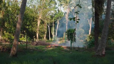 Ağaçların yakınındaki ağaçların arasında kontrollü sakallar yanıyor - 4K Yatay Bölgesi