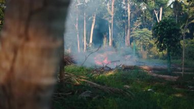 Yığılmış ağaç dallarından yükselen yoğun duman, bereketli ormanda yanıyor - 4K Yatay