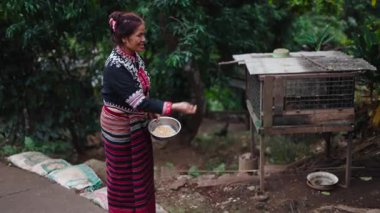 Geleneksel giysiler içinde olgun Taylandlı bir kadın kırsal ahşap tavuk kümesinin yanında tavukları dikkatlice besliyor - 4K Yatay