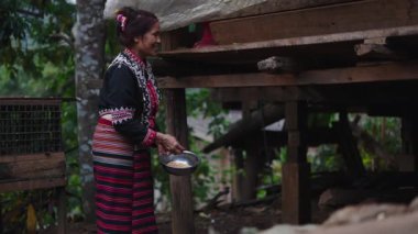 Geleneksel Tayland elbiseli yaşlı Asyalı kadın mütevazı kırsal çiftliğin tavuklarını dikkatlice besliyor - 4K Yatay