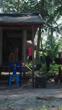 Horozlar, Asya 'daki basit kırsal yaşamı gösteren yemyeşil ağaçlarla çevrili bir kır evinin etrafında özgürce dolaşıyorlar.