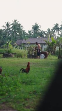 Bir çiftçi, Tayland 'daki çiftliğinde tavuk ve su bitkilerini besler.
