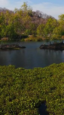 Drone footage flying forward over a beautiful lake covered with aquatic plants in thailand