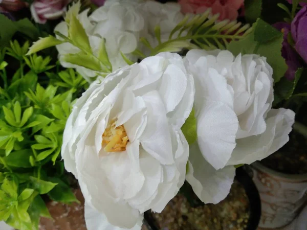 Belas Rosas Brancas Jardim — Fotografia de Stock