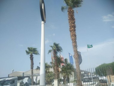 Şehirde palmiye ağacı