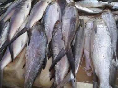 Pazardaki balıklar.