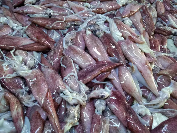 stock image fresh raw squid in market.