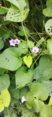 Bahçede yeşil yapraklar