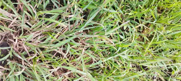 Färskt Och Vått Gräs Efter Regn — Stockfoto