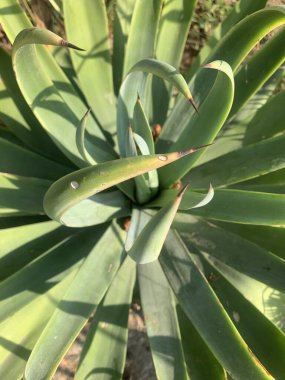 yeşil yapraklar, bitkiler ve yapraklar