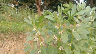 Yeşil yapraklı beyaz çiçek