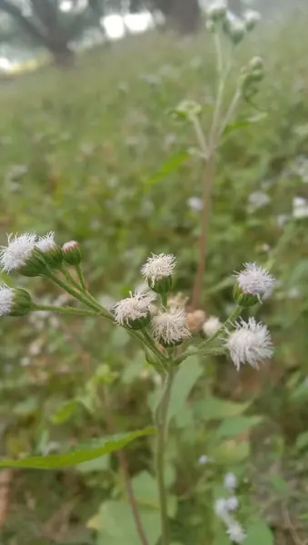 Güzel botanik fotoğrafı, doğal duvar kağıdı.