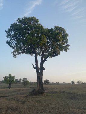 Ormandaki büyük ağacın dikey görüntüsü.