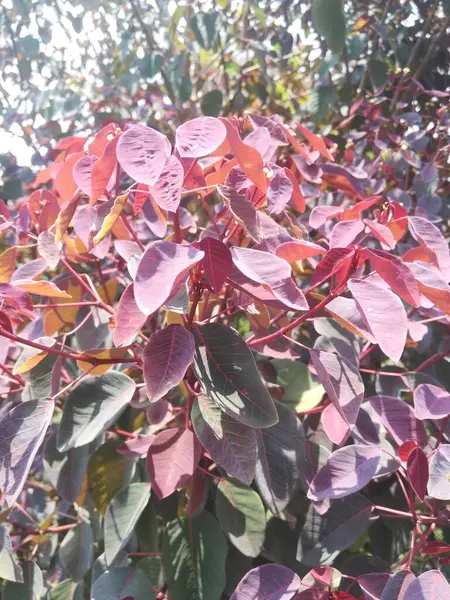 Güzel botanik fotoğrafı, doğal duvar kağıdı.