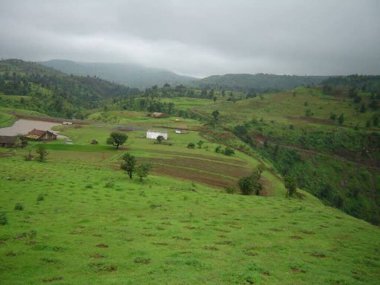 yeşil çimenler tarlada