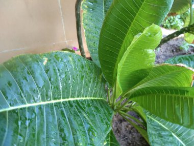 bir bitkinin yeşil yaprağı