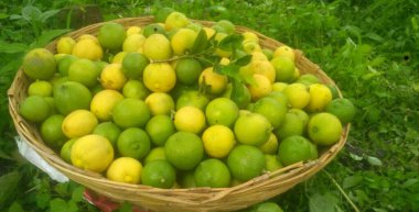 Taze yeşil elmalar sepette