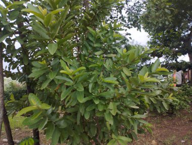 Bahçede yeşil yapraklar