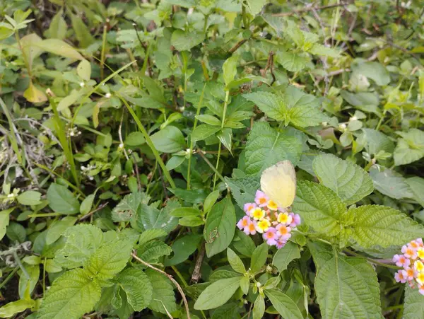 Bahçedeki güzel çiçekler