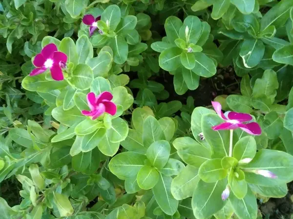 Güzel botanik fotoğrafı, doğal duvar kağıdı.