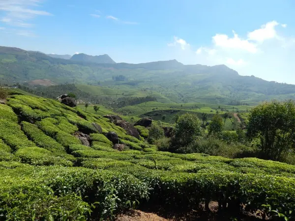 Dağlarda çay tarlası