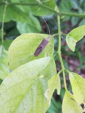 Yeşil yapraklı kelebek