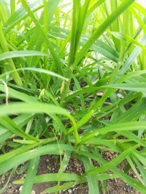 Çiyli yeşil çimen