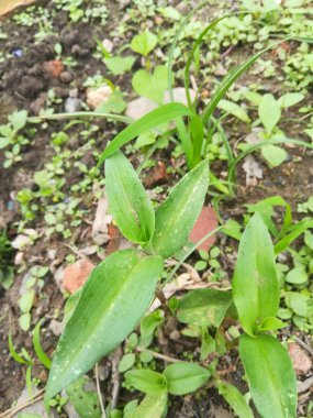 Bahçede yeşil yapraklar