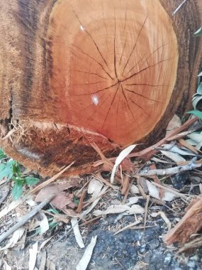 Kuru bir ağaç yığınına yakın.