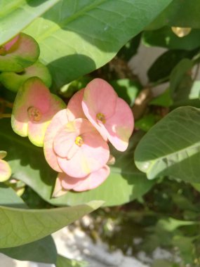 Güzel botanik fotoğrafı, doğal duvar kağıdı.