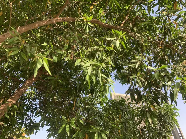 Ormanda yeşil yapraklar