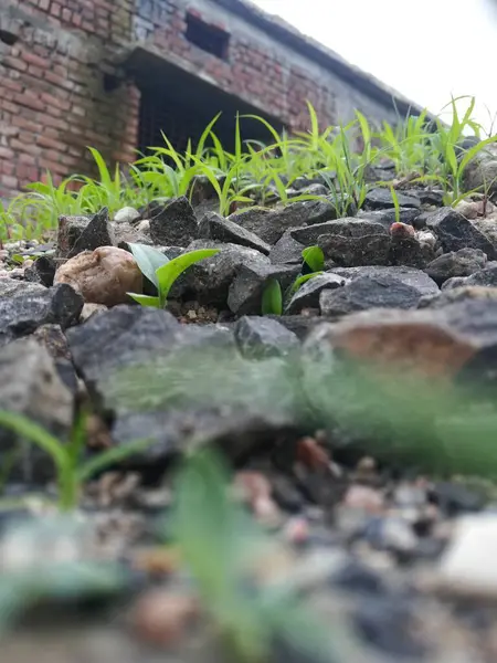 Bahçede yeşil yapraklar