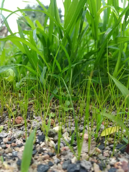 Bahçedeki yeşil çimenler