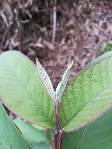 Bahçede yeşil yapraklar, doğa bitki örtüsü