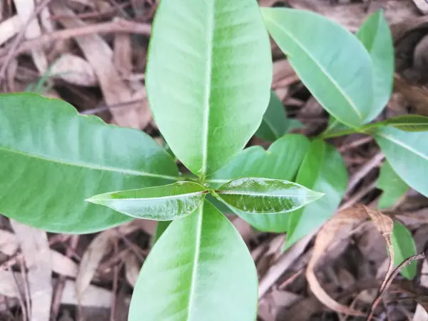 Bahçedeki yeşil bitki