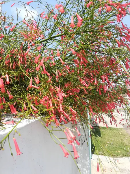 kırmızı ve beyaz çiçekler