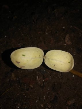 Taze sarı ve beyaz hindistan cevizi