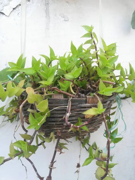 sepet içinde yeşil bitki