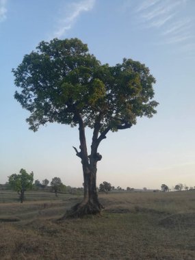 Doğanın güzel manzarası