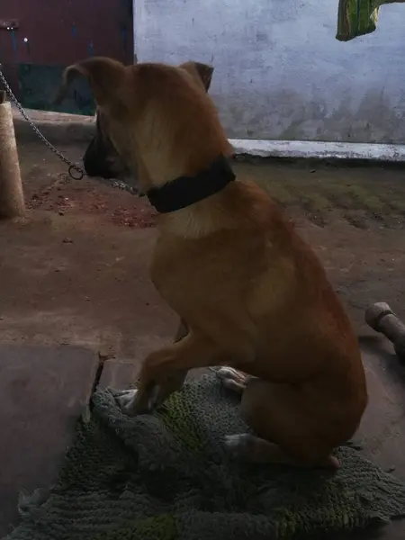 Bir köpek yerde oturuyor.