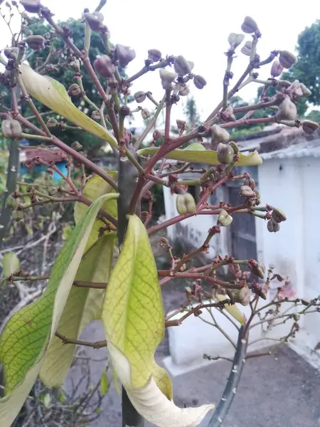 Güzel botanik çekimi, doğal desen.