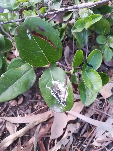 Bahçede yeşil yapraklar