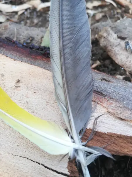 Tahta arka planda sarı tüyler