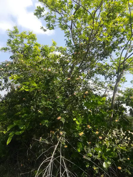 Ormanda yeşil yapraklar