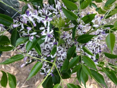 Bahçedeki güzel çiçekler