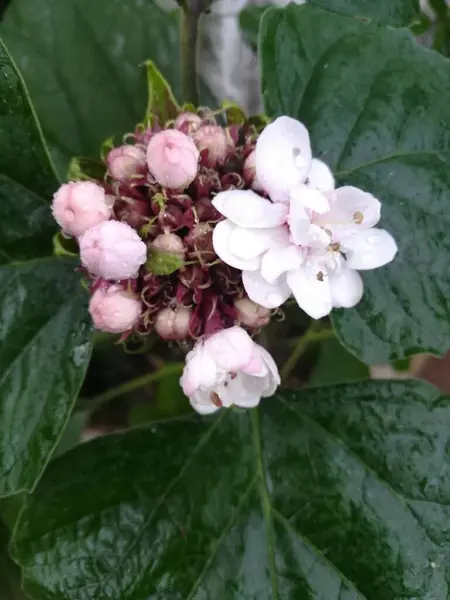 Güzel botanik fotoğrafı, doğal duvar kağıdı.